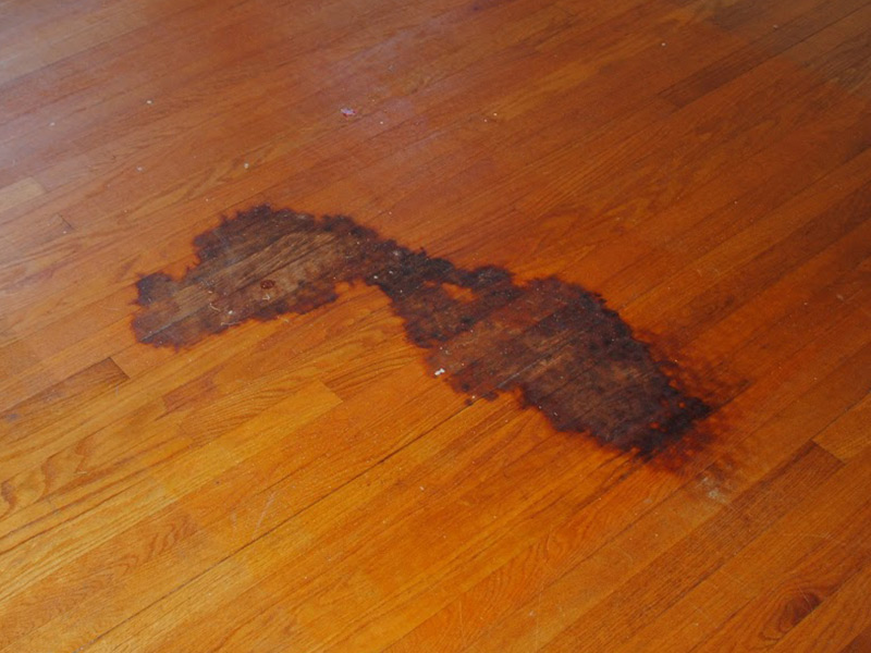 pet stain hardwood floor