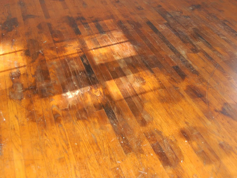 pet stain wood floors