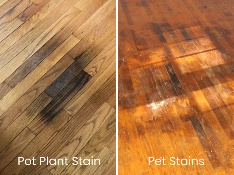 Cat pee stain on wood floor hot sale